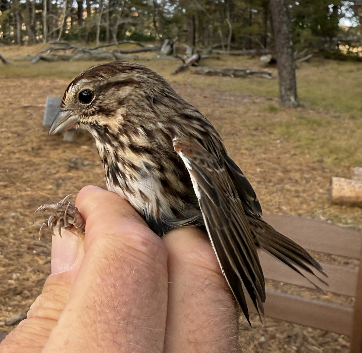 Song Sparrow - ML645035102