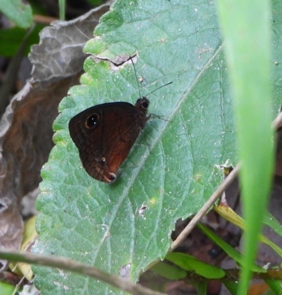 Puerto Rican calisto - ML645035110