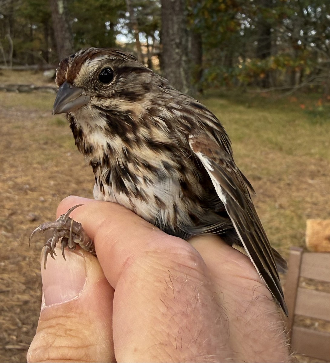 Song Sparrow - ML645035111