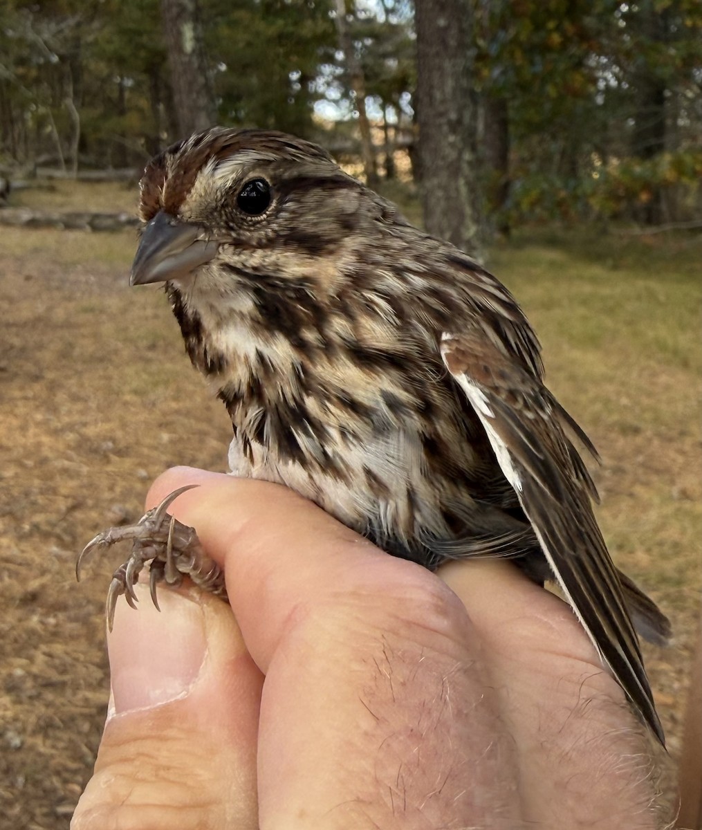 Song Sparrow - ML645035120