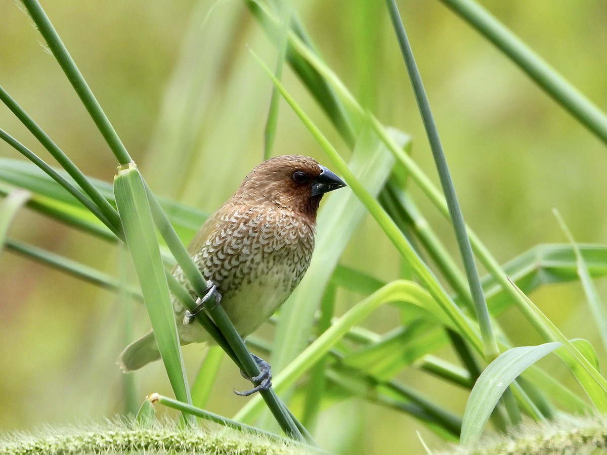 シマキンパラ - ML645035125