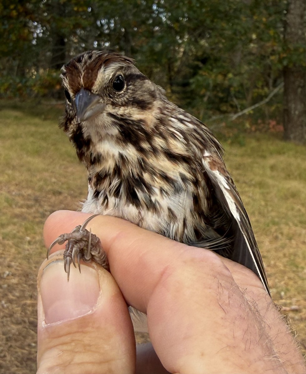 Song Sparrow - ML645035126