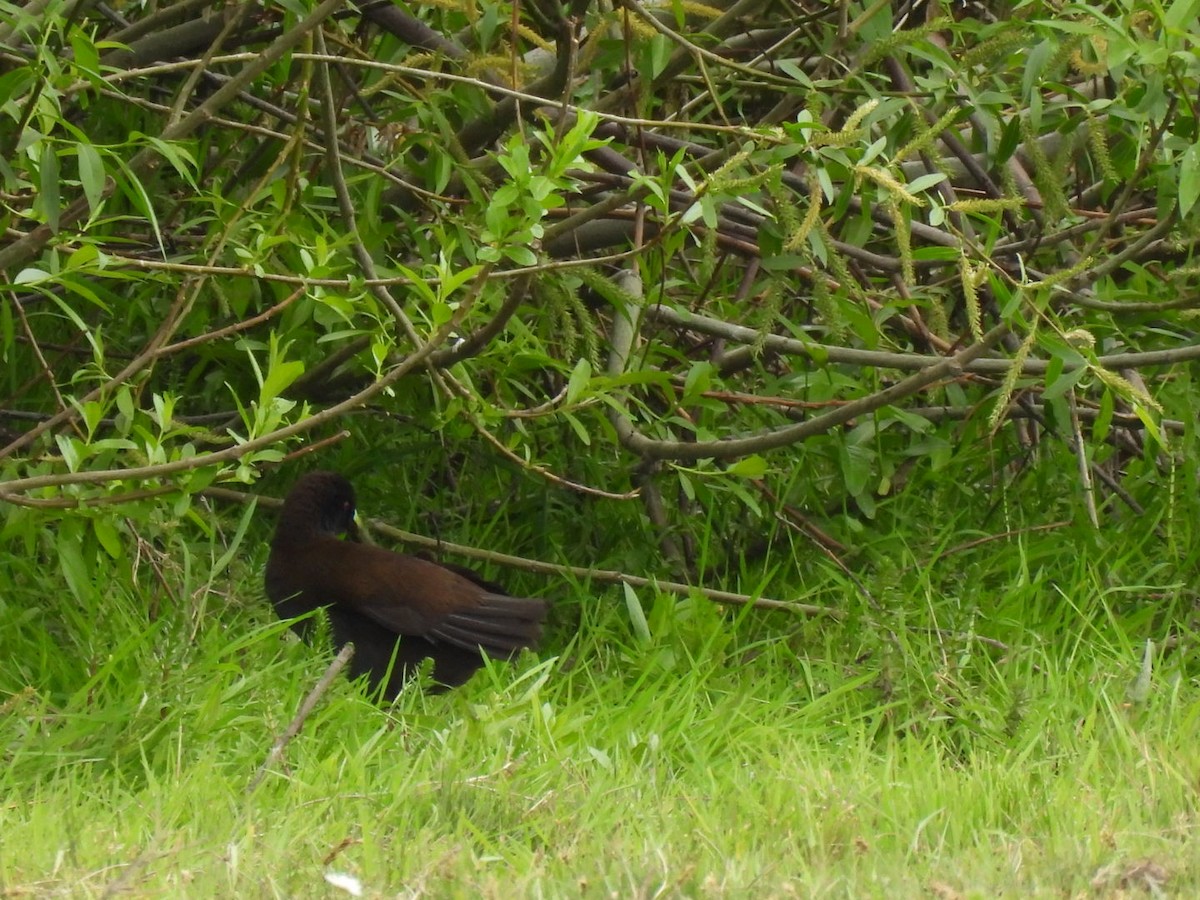 Kurşuni Sukılavuzu - ML645035127