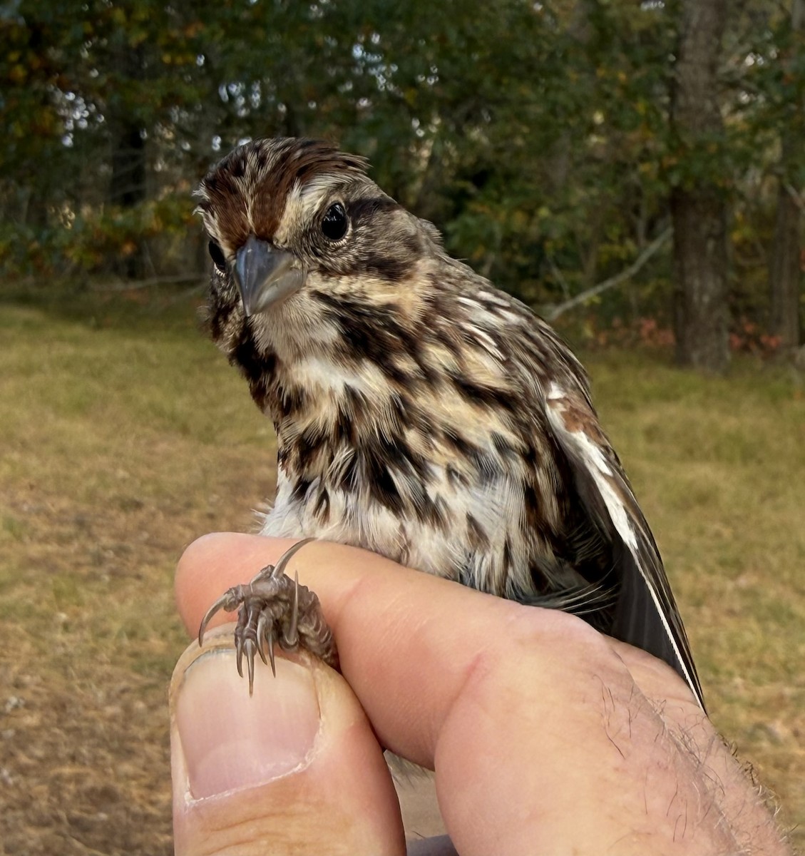 Song Sparrow - ML645035130
