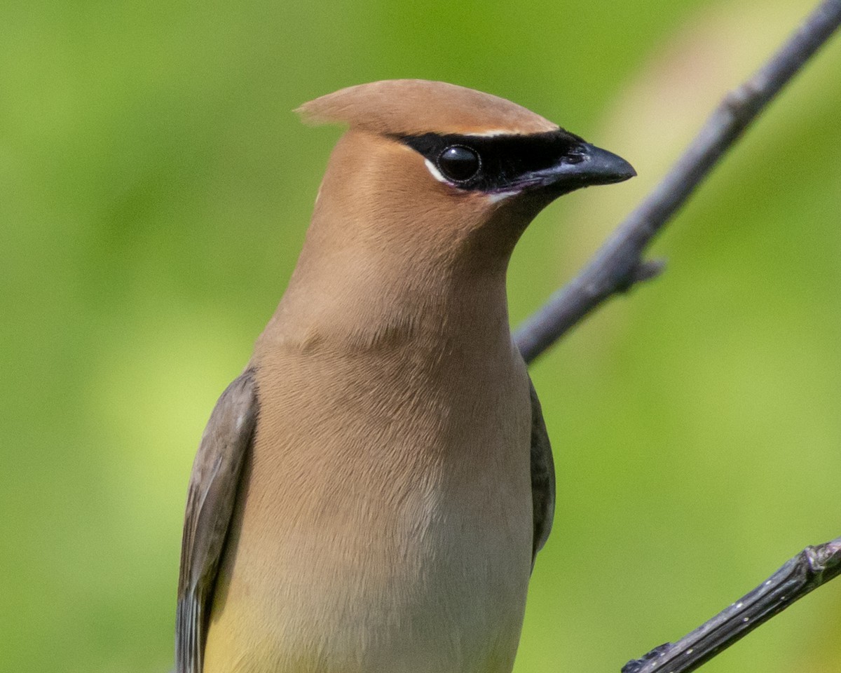 Sedir İpekkuyruğu - ML645035136