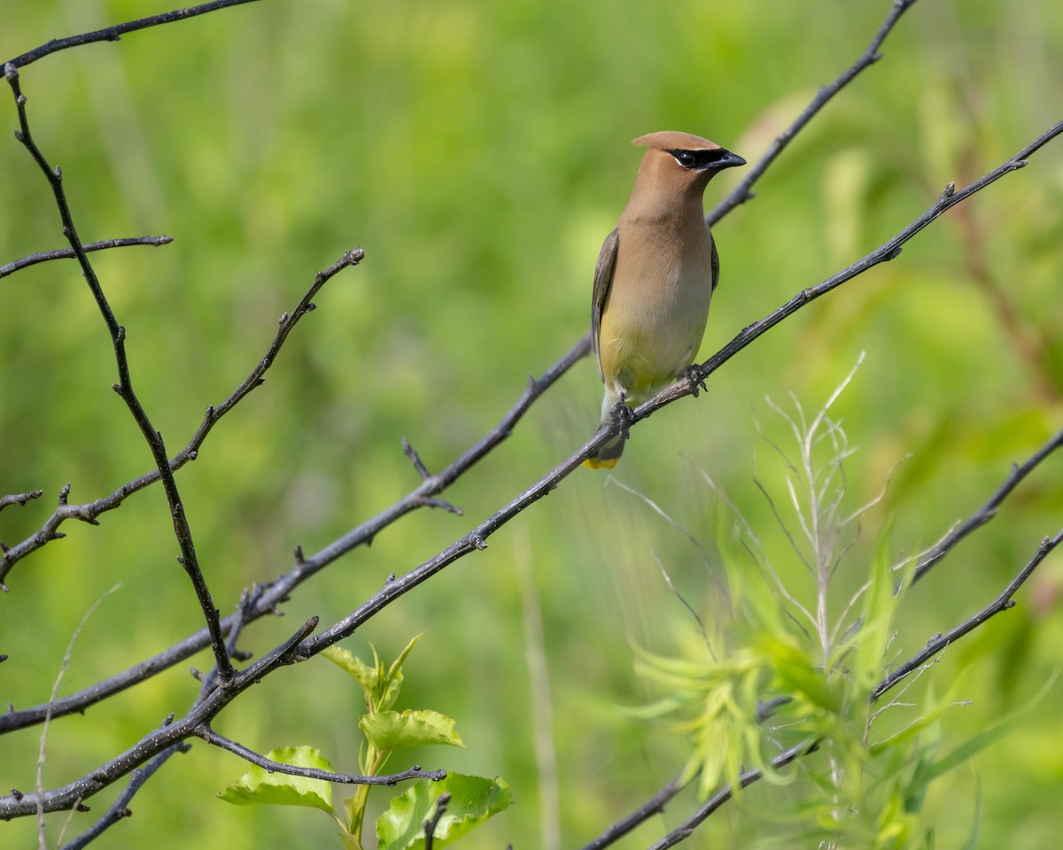 Sedir İpekkuyruğu - ML645035137