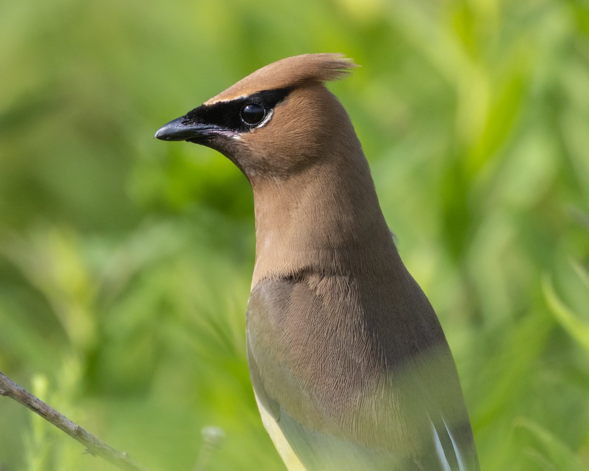 Sedir İpekkuyruğu - ML645035138