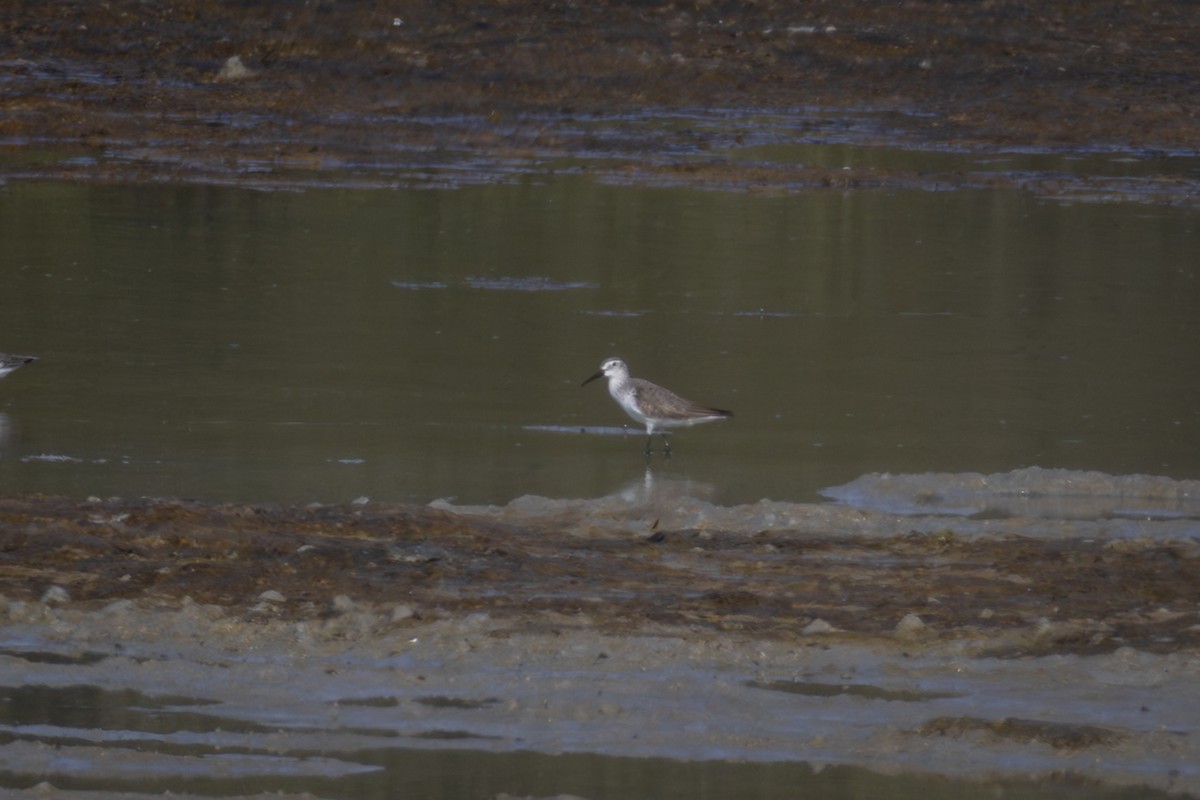 חופית מגלית - ML645035139