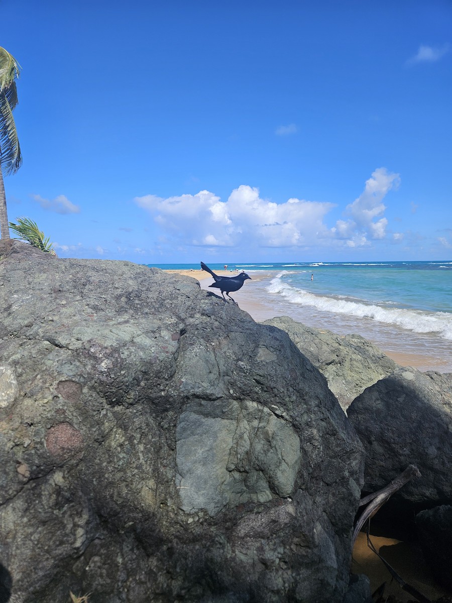 Greater Antillean Grackle - ML645035140