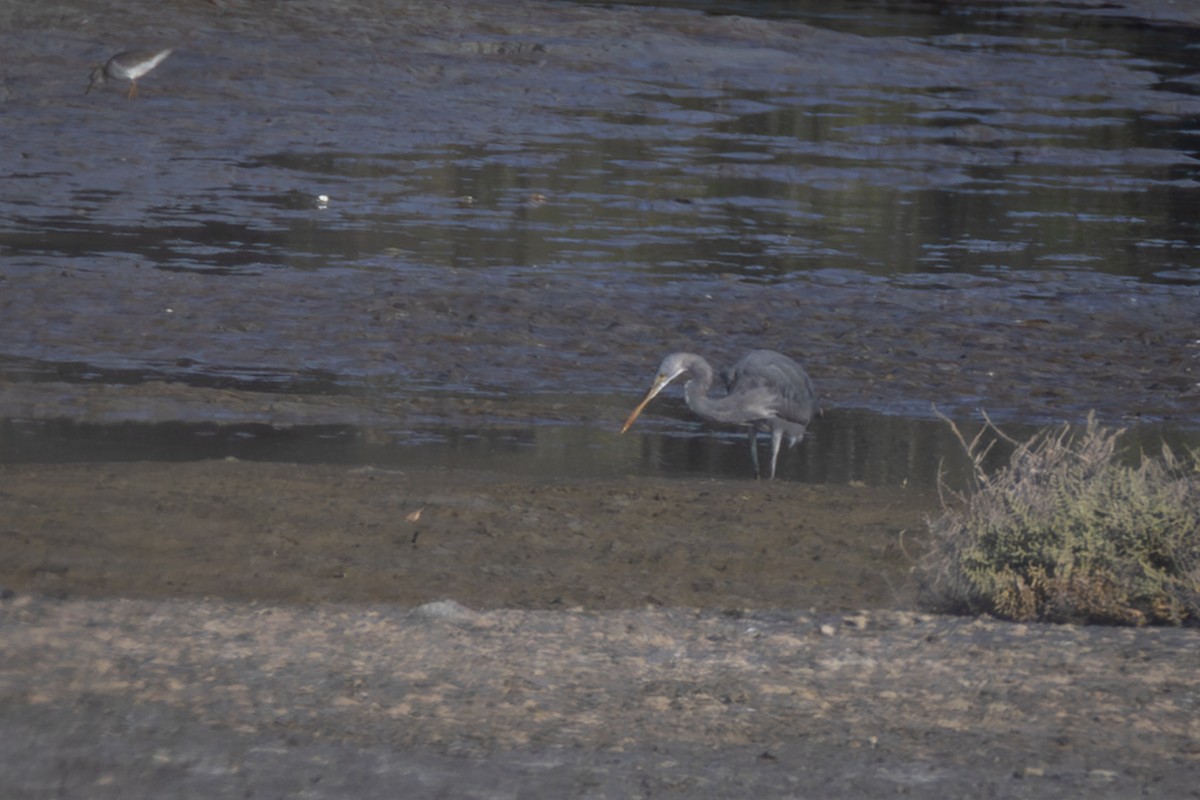 לבנית ים-סוף - ML645035142