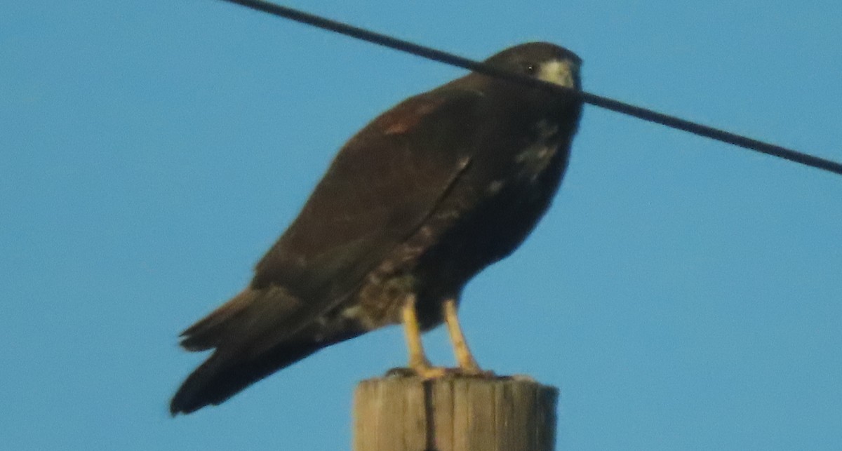 White-tailed Hawk - ML645035144