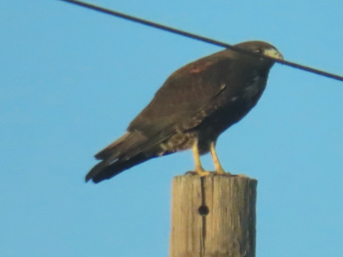 White-tailed Hawk - ML645035145