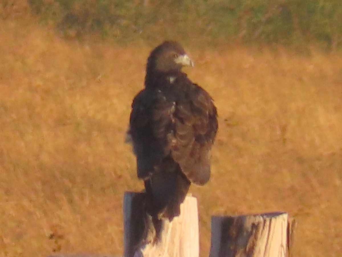 White-tailed Hawk - ML645035146