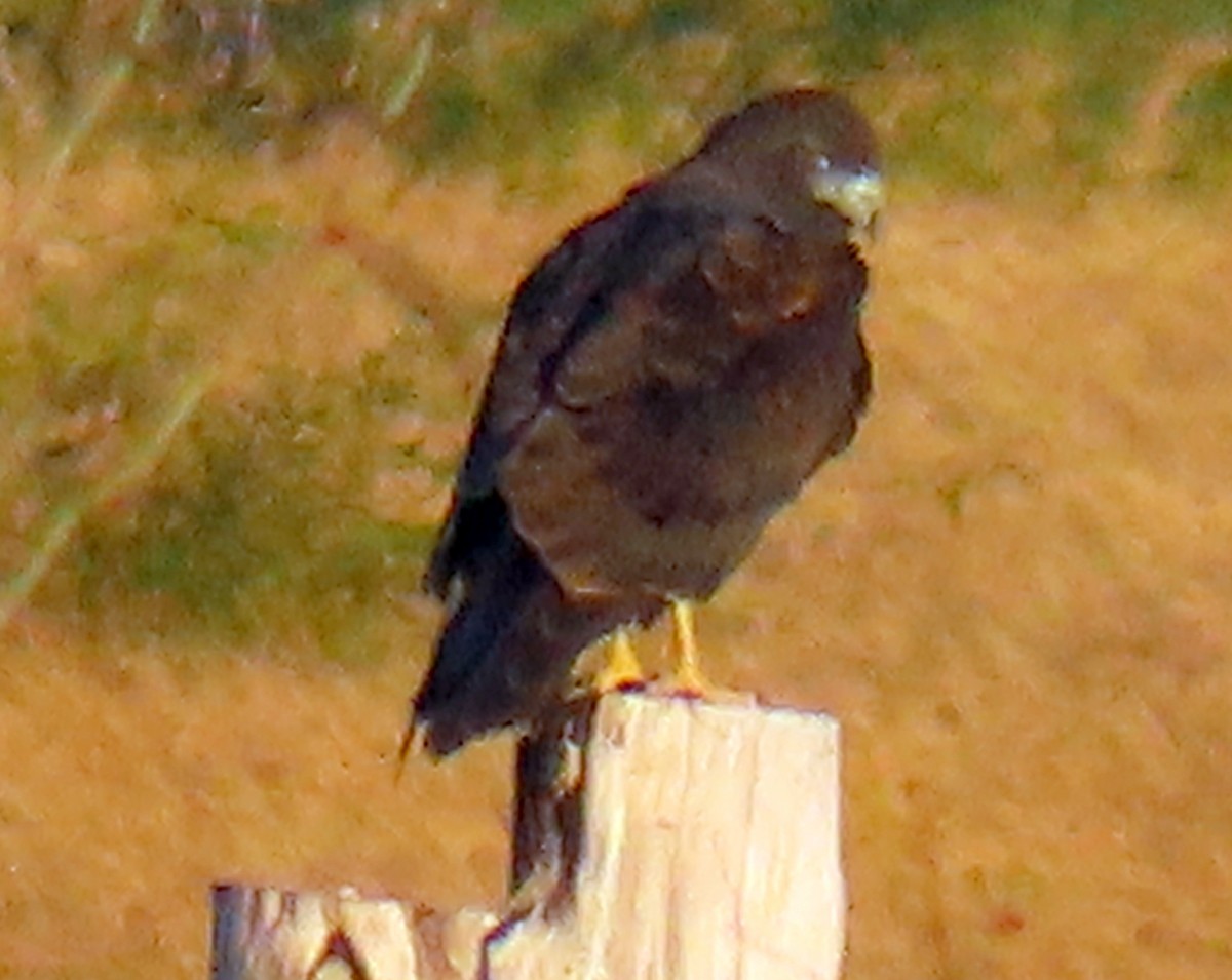 White-tailed Hawk - ML645035147