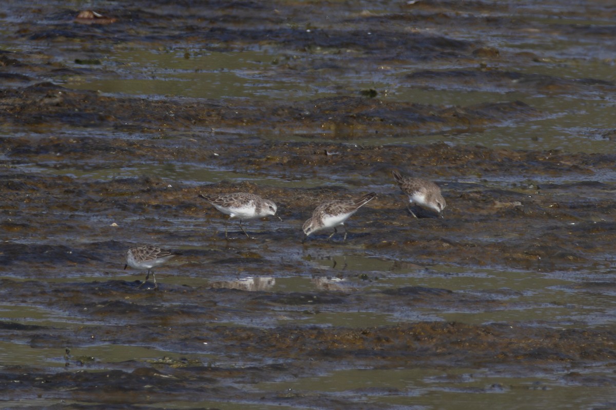 חופית קטנה - ML645035149