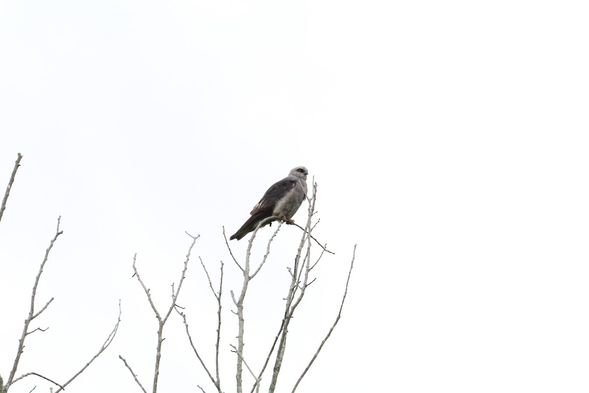 Mississippi Kite - ML645035153
