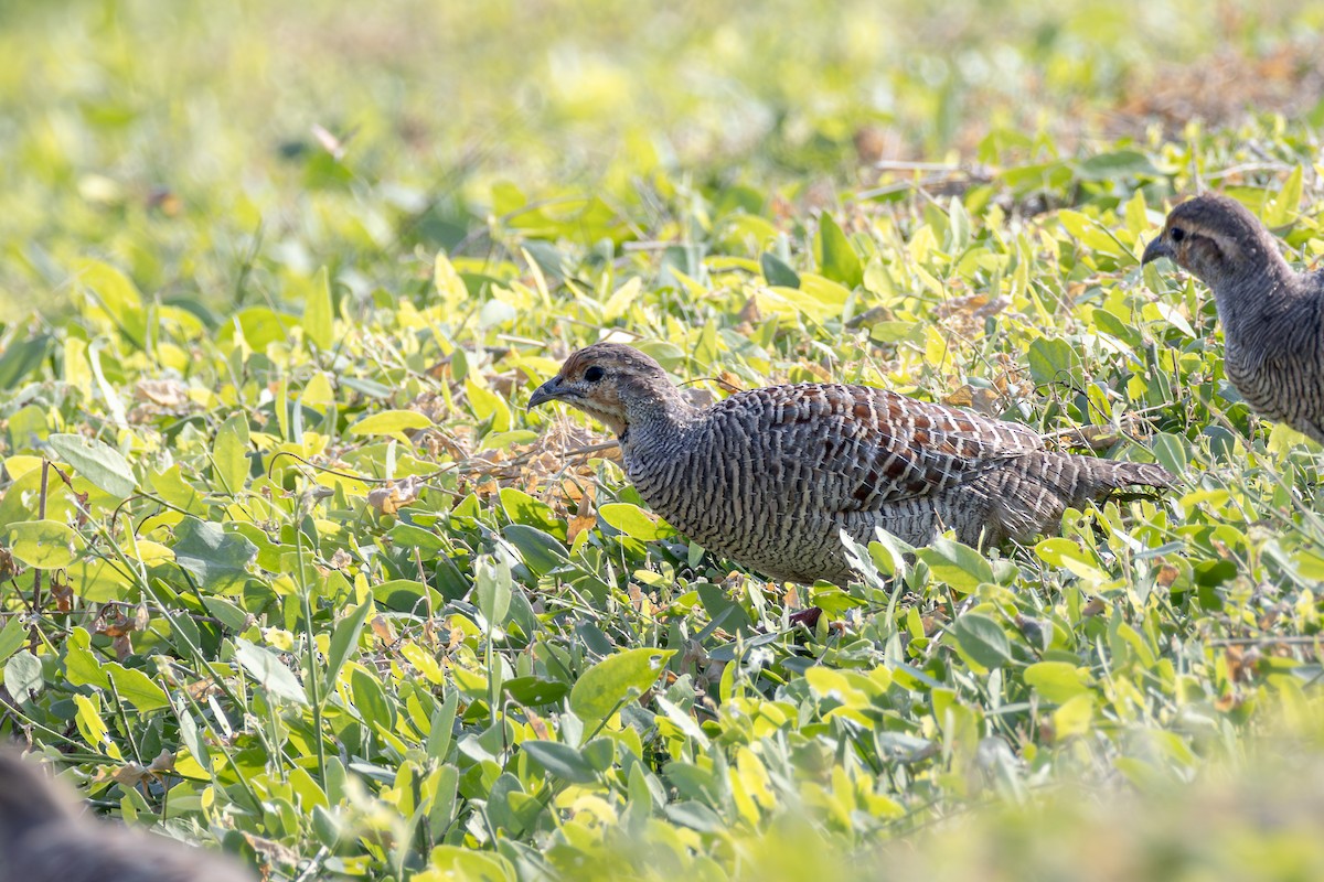 Gray Francolin - ML645035156