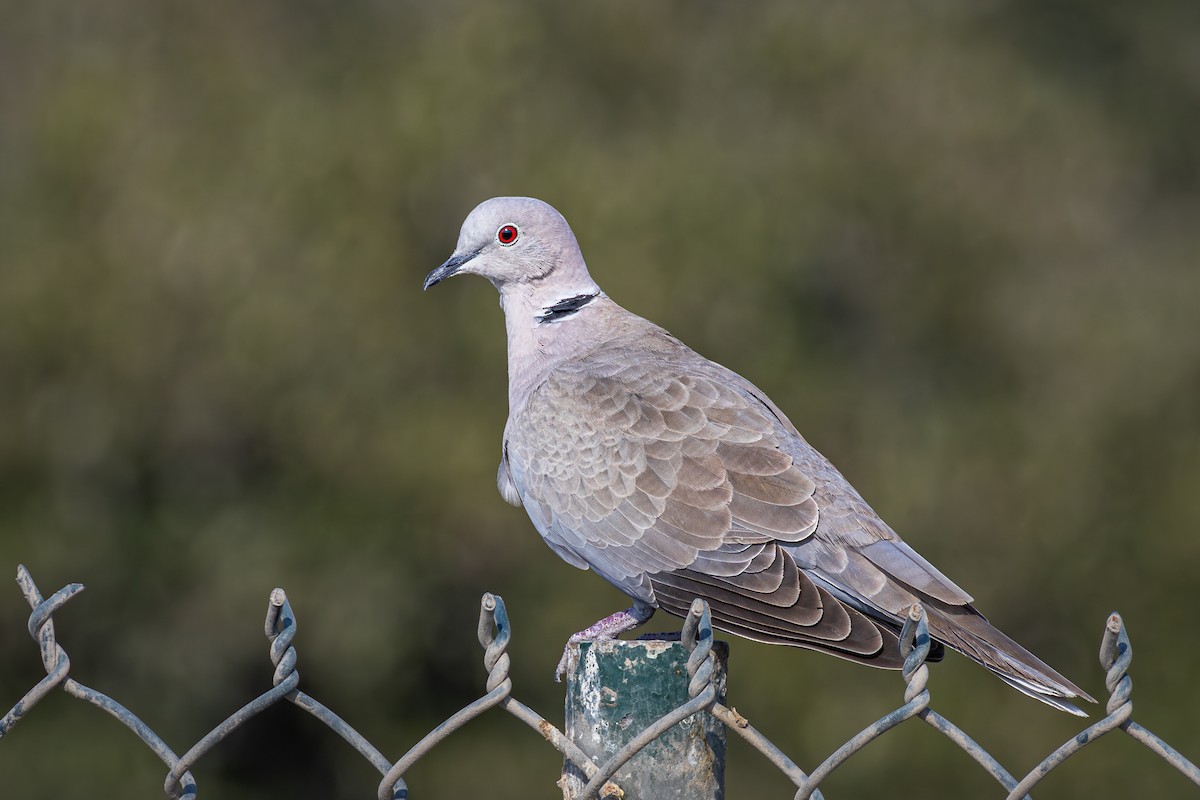 תור צווארון - ML645035157