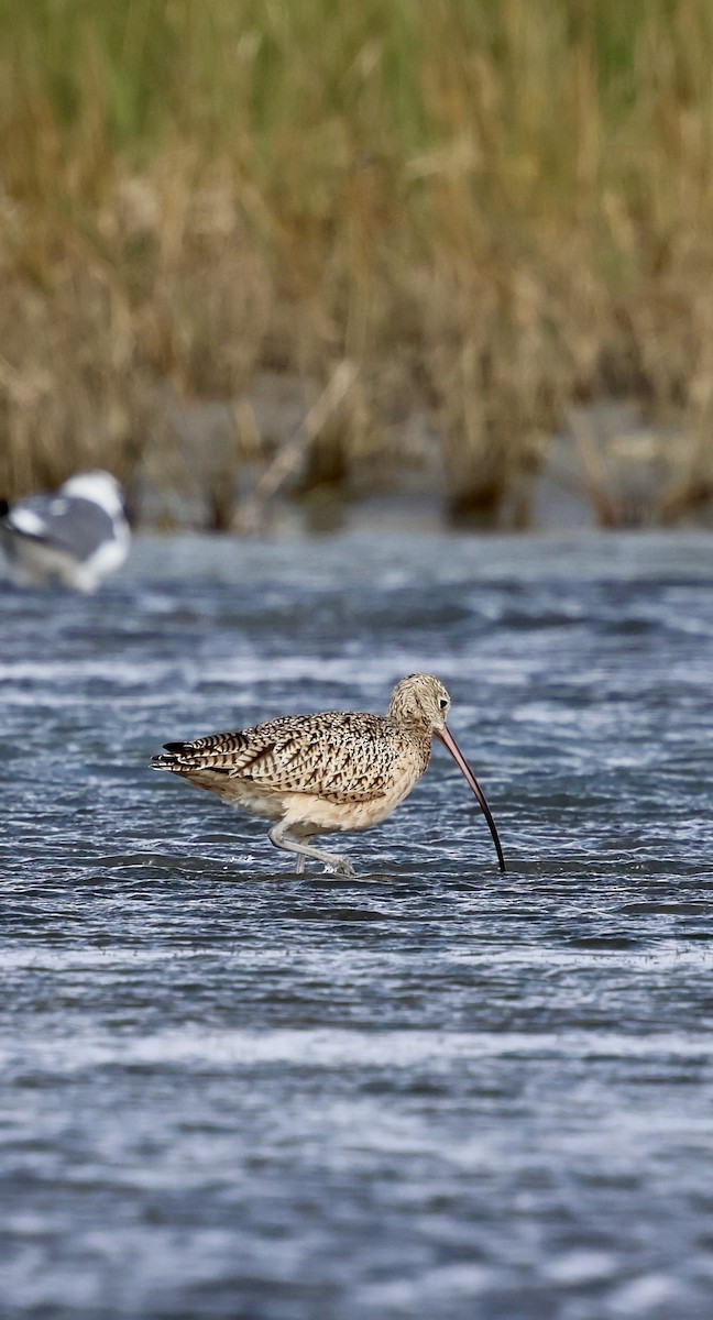Кульон американський - ML645035160