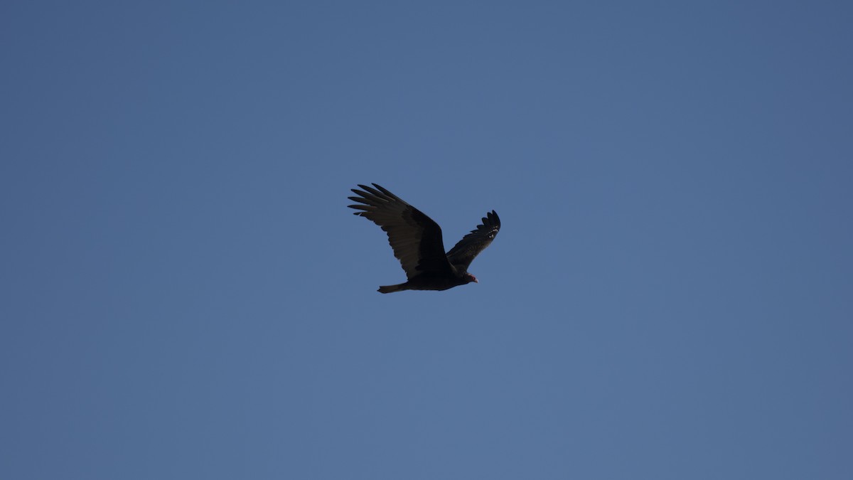 Turkey Vulture - ML645035163