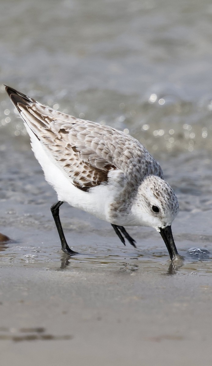 Txirri zuria - ML645035167