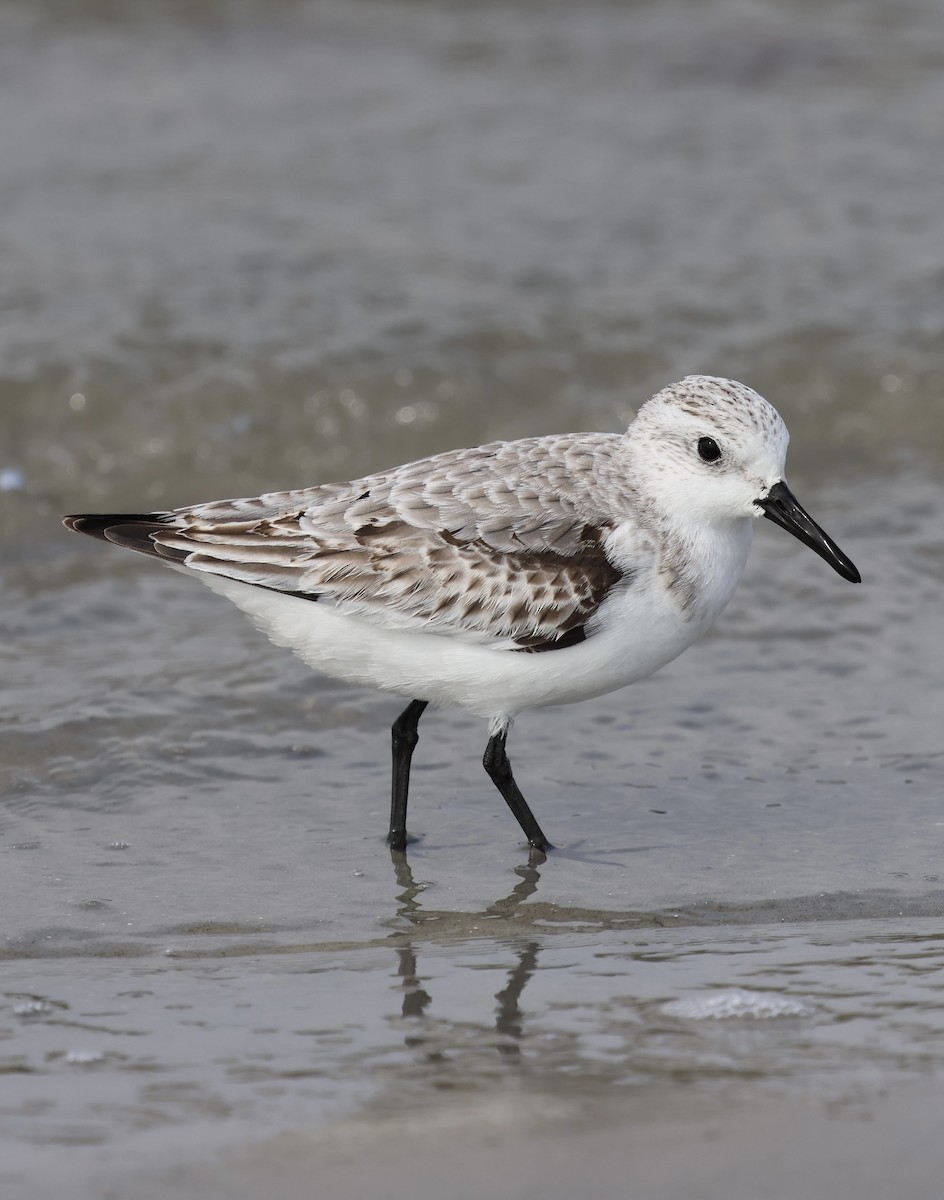 Txirri zuria - ML645035168