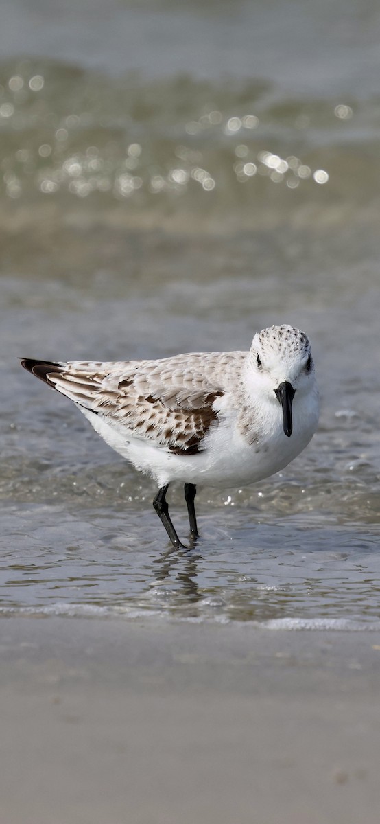 Txirri zuria - ML645035169