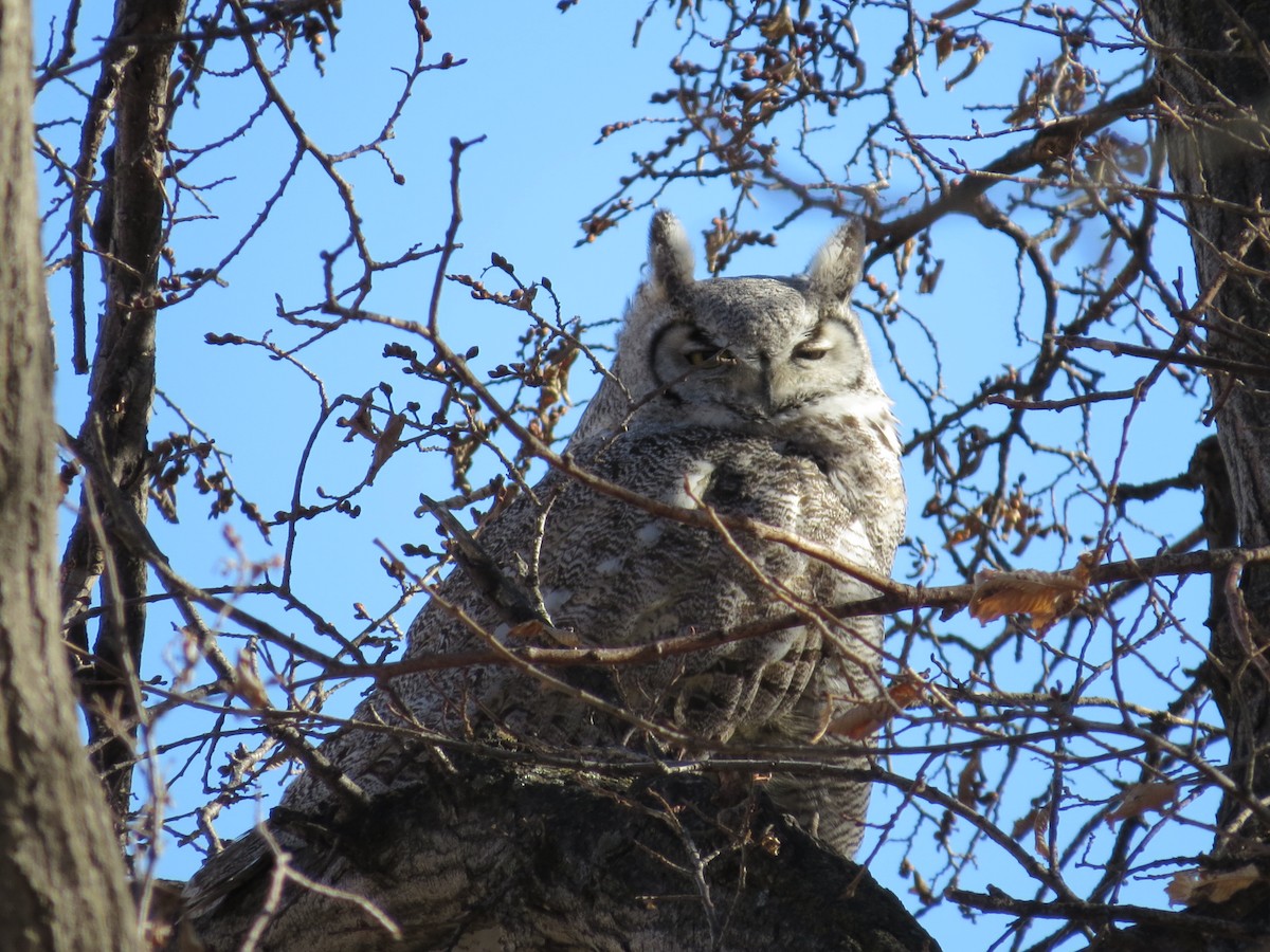 Great Horned Owl - ML645035173