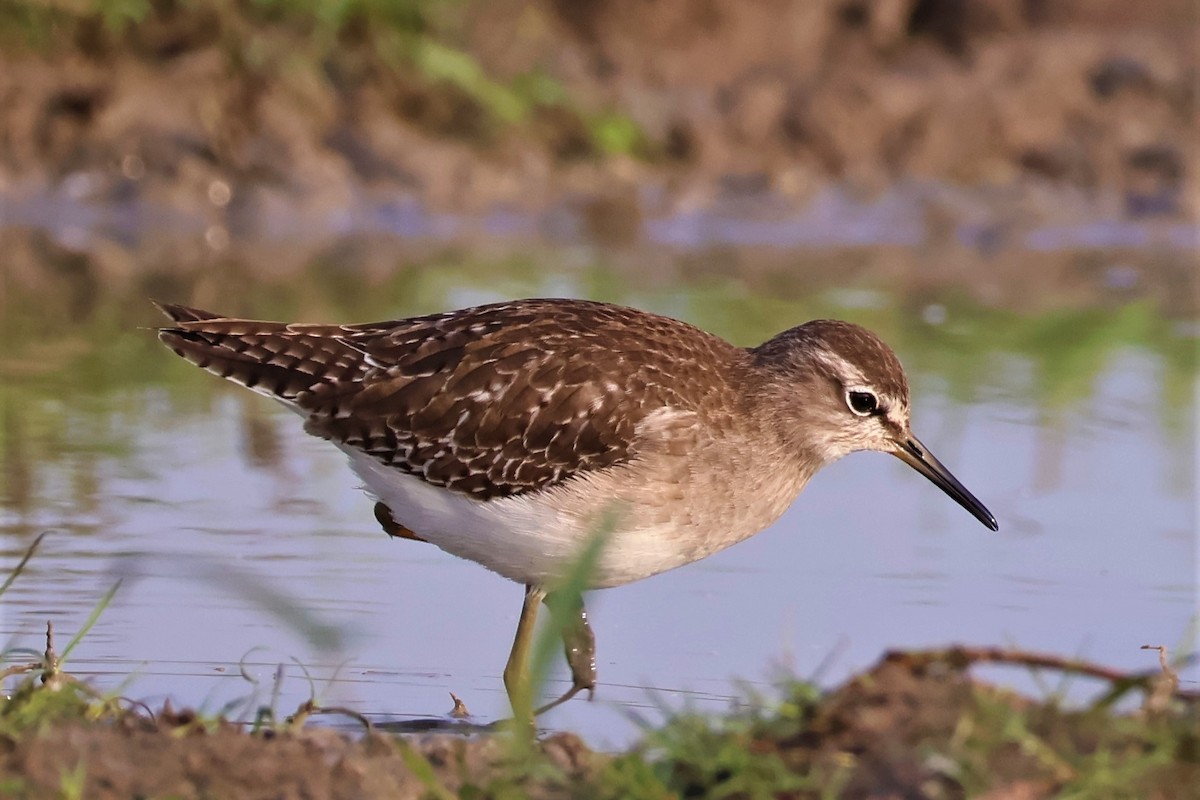 vodouš bahenní - ML645035175