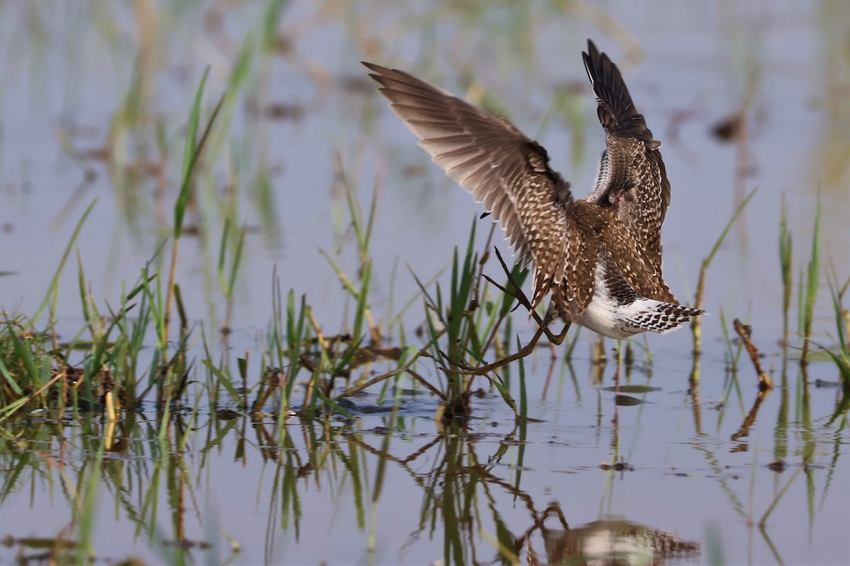 vodouš bahenní - ML645035176