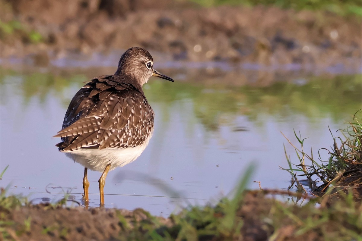 vodouš bahenní - ML645035177
