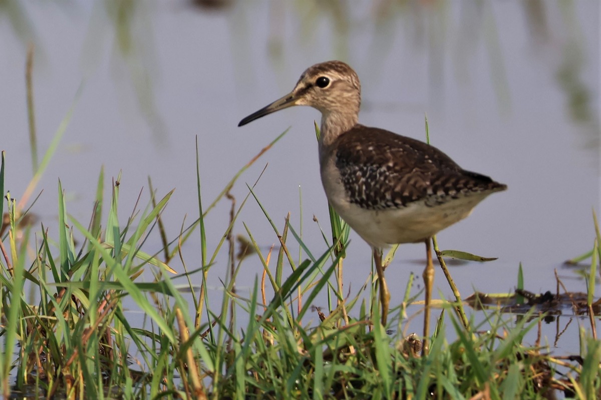 vodouš bahenní - ML645035178