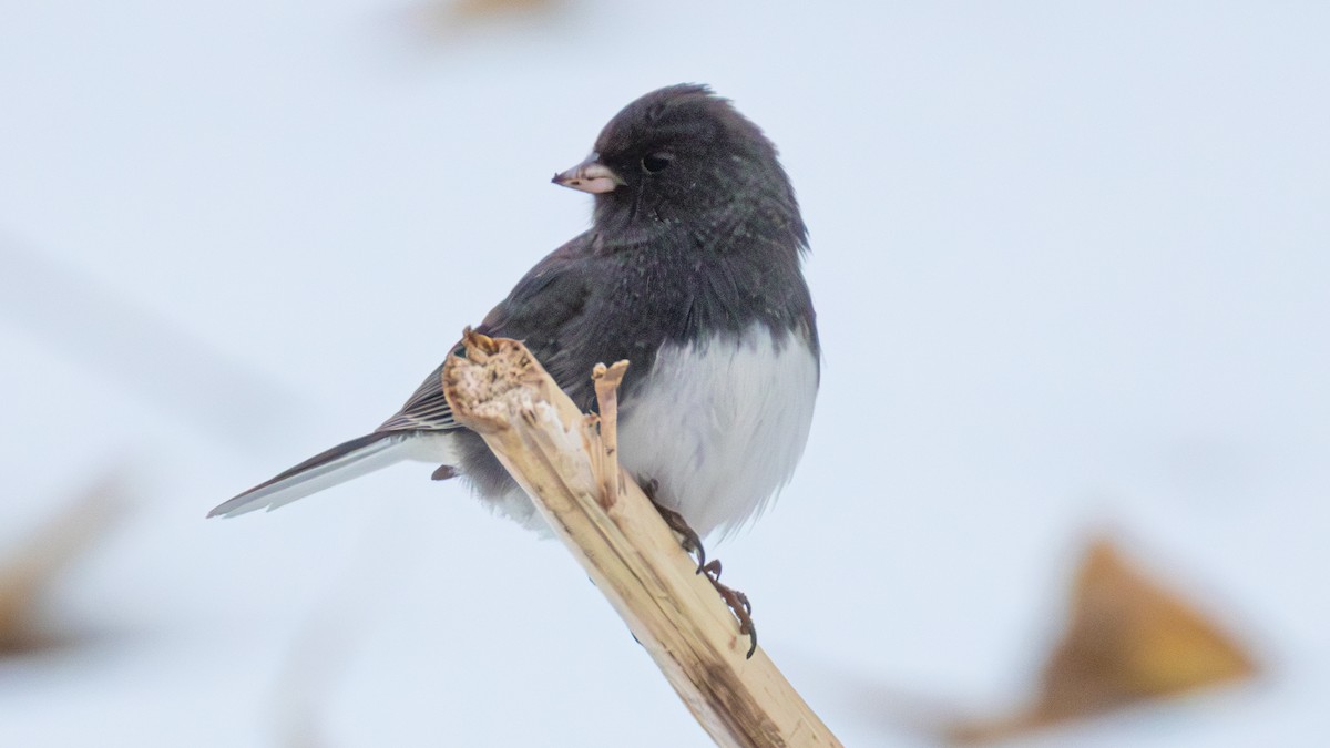 Dark-eyed Junco - ML645035181