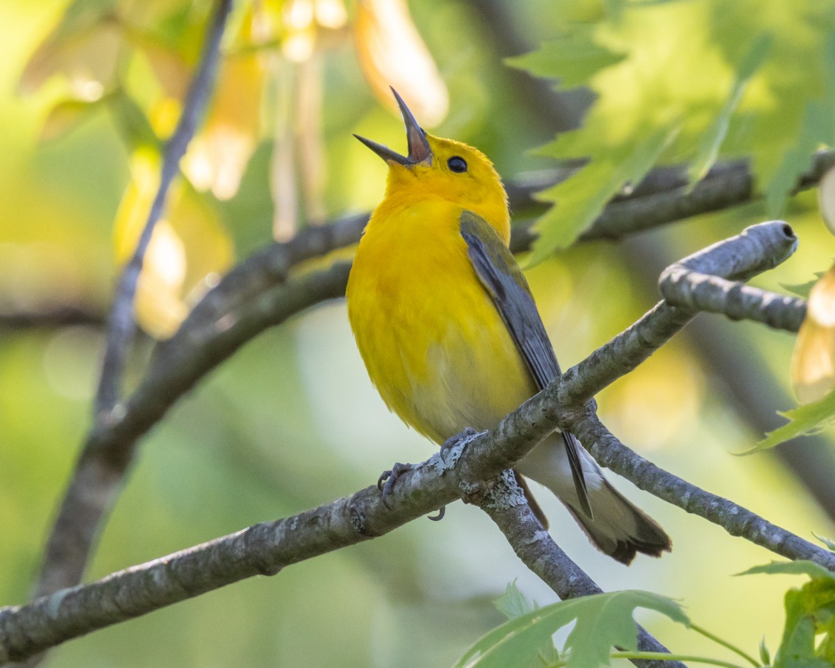 Prothonotary Warbler - ML645035186
