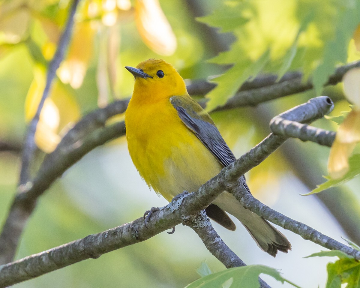 Prothonotary Warbler - ML645035187