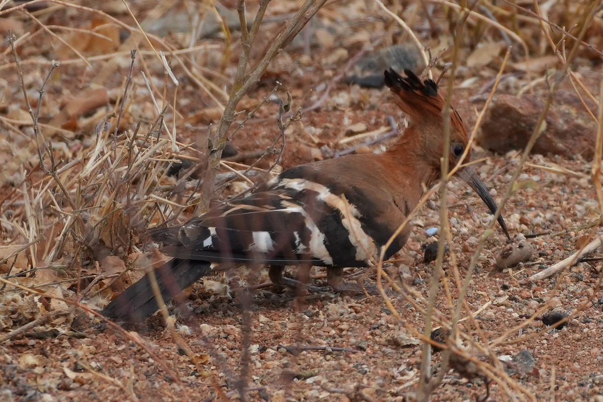eBird Checklist - 12 Oct 2025 - Highway B1--Mkomazi vicinity - 24 species