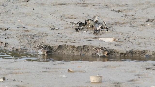 Agachadiza de Wilson - ML645035193