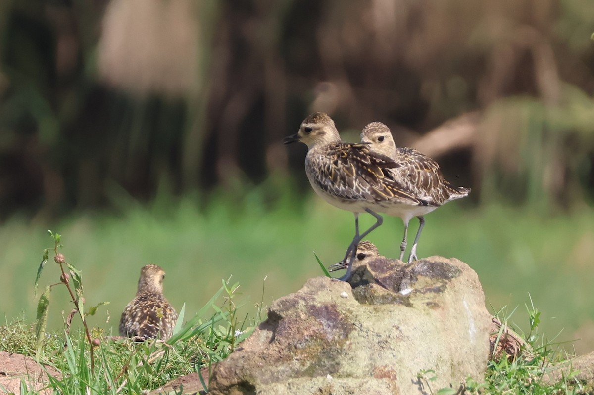 kulík pacifický - ML645035208