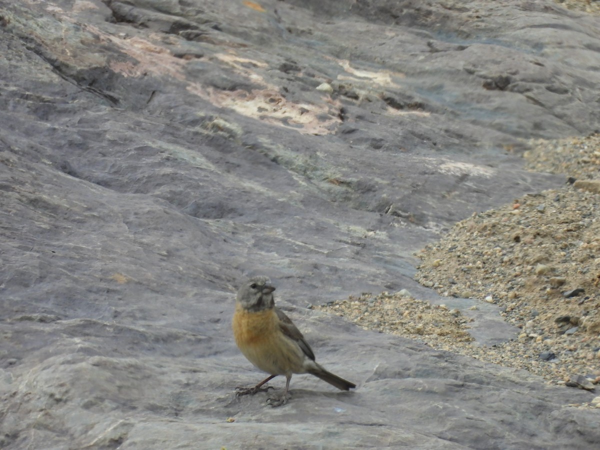 Gray-hooded Sierra Finch - ML645035209