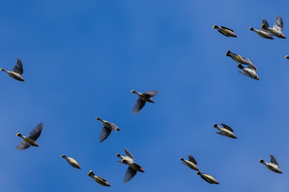 Sedir İpekkuyruğu - ML645035215