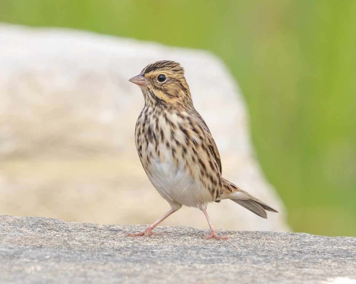 Пасовник савановий - ML645035222