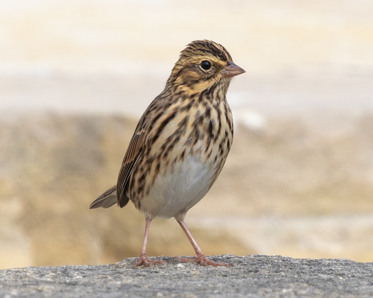 Пасовник савановий - ML645035223