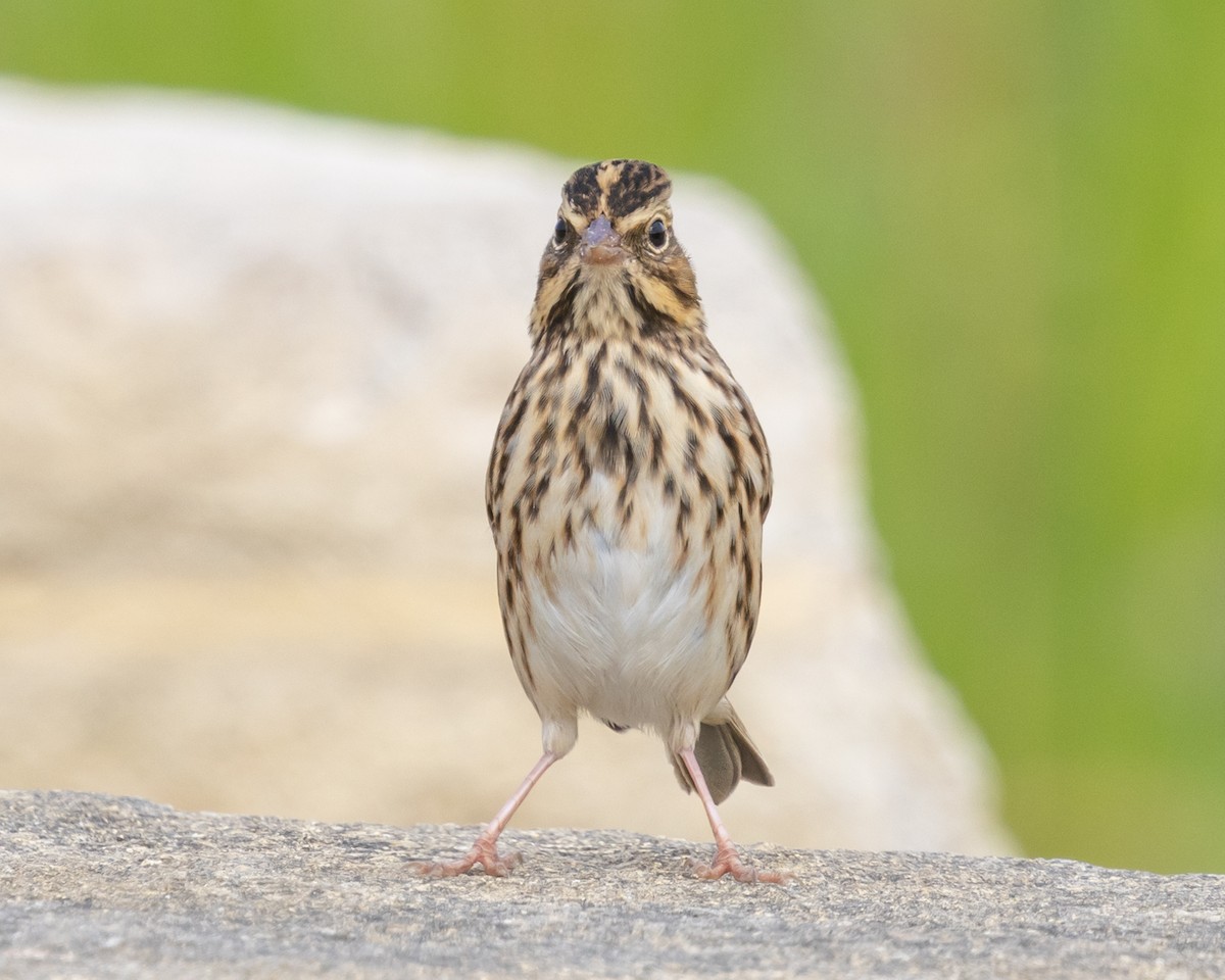 Пасовник савановий - ML645035224