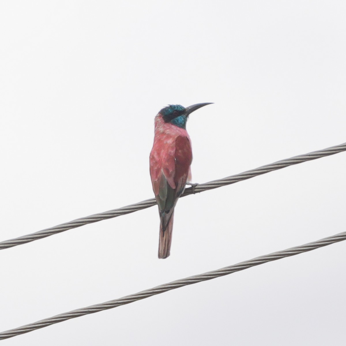 שרקרק ורוד - ML645035231