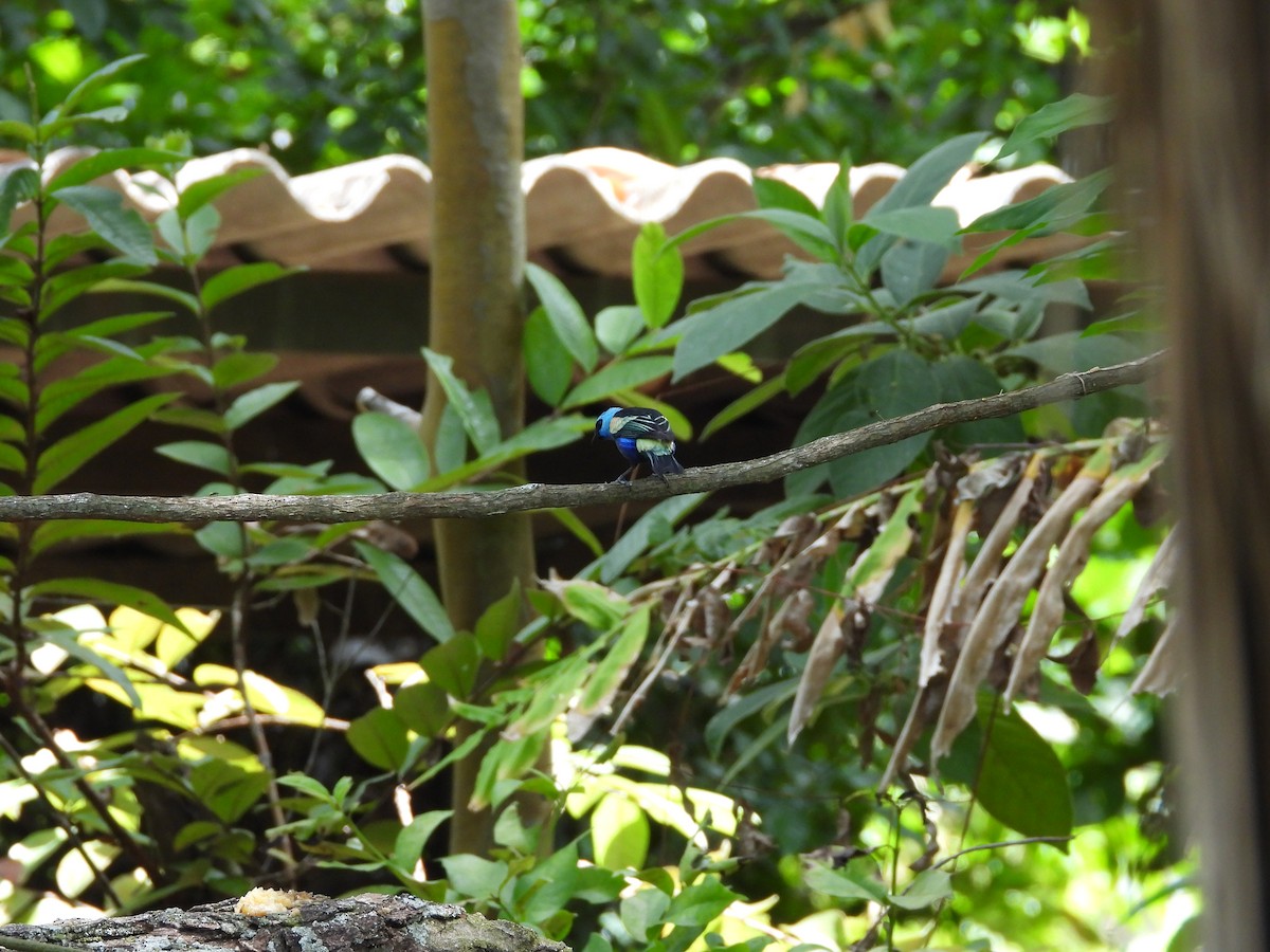 Blue-necked Tanager - ML645035254