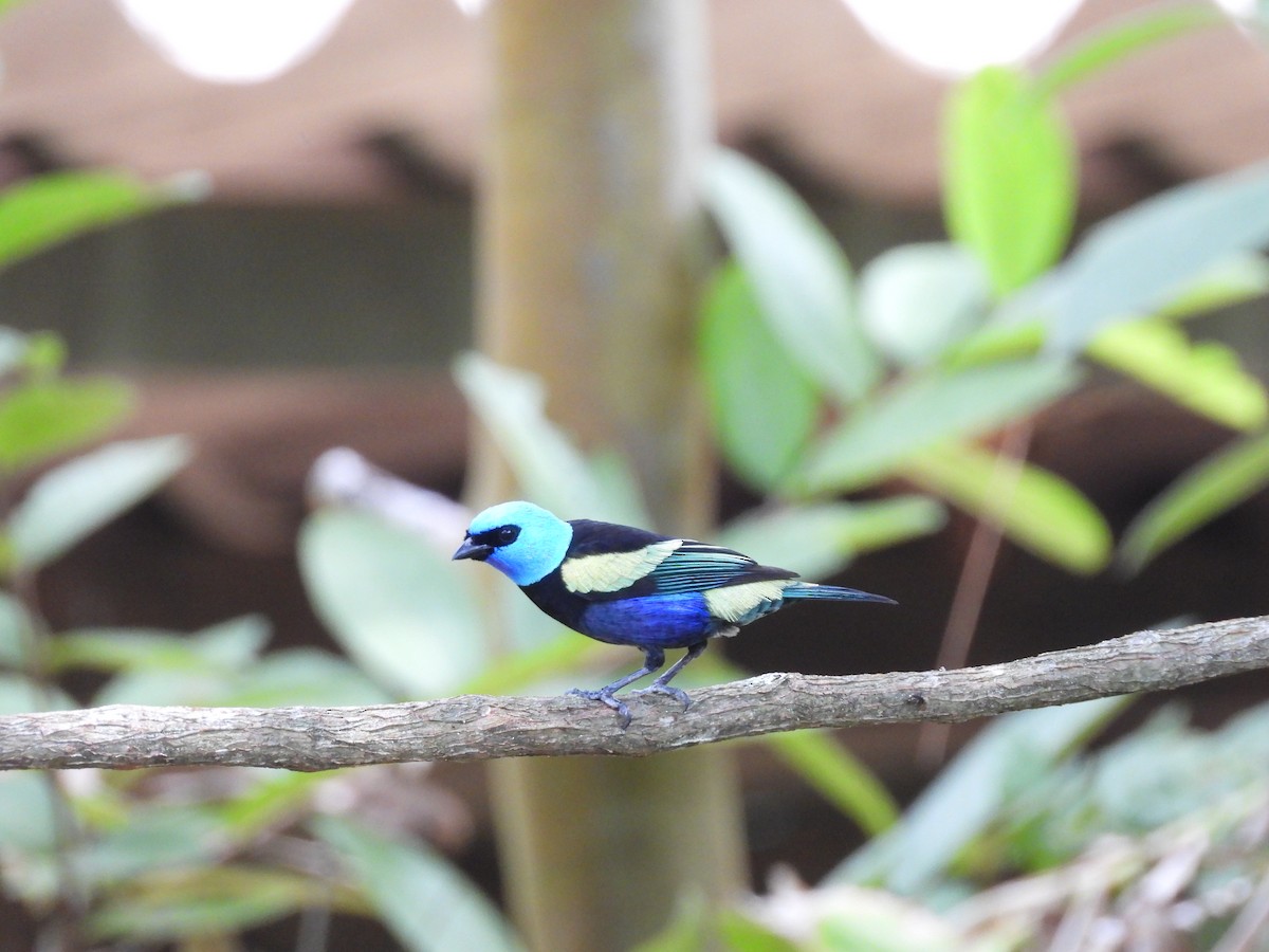 Blue-necked Tanager - ML645035255