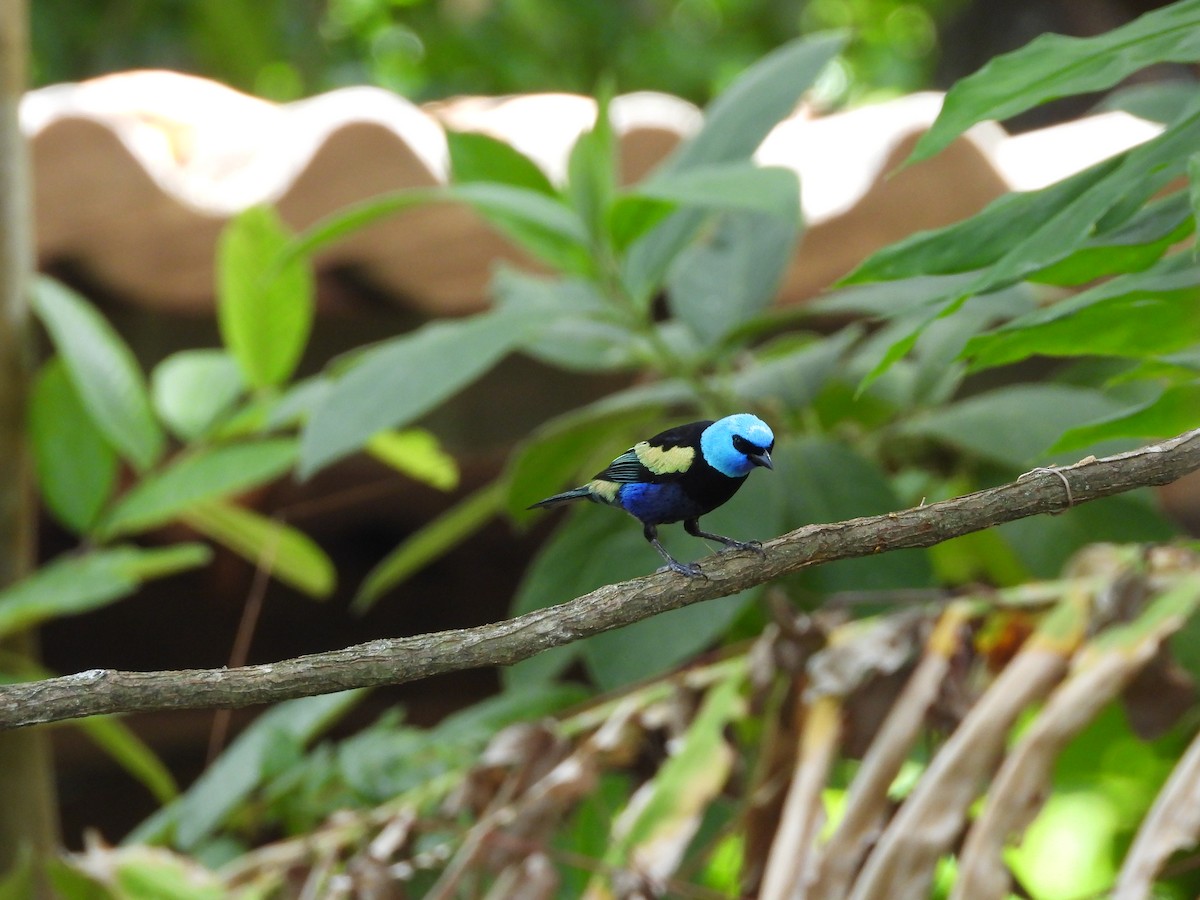 Blue-necked Tanager - ML645035256