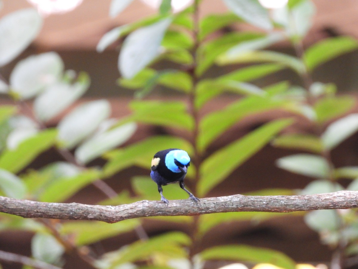 Blue-necked Tanager - ML645035257
