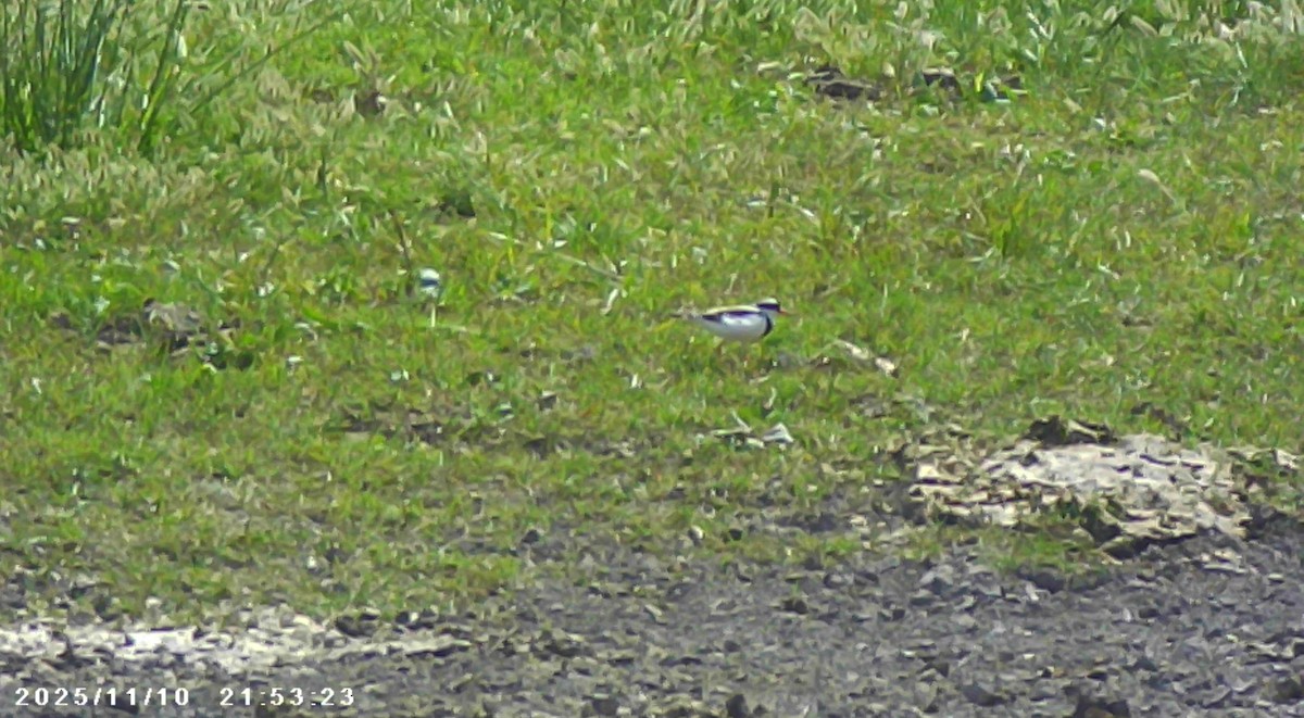 Black-fronted Dotterel - ML645035264