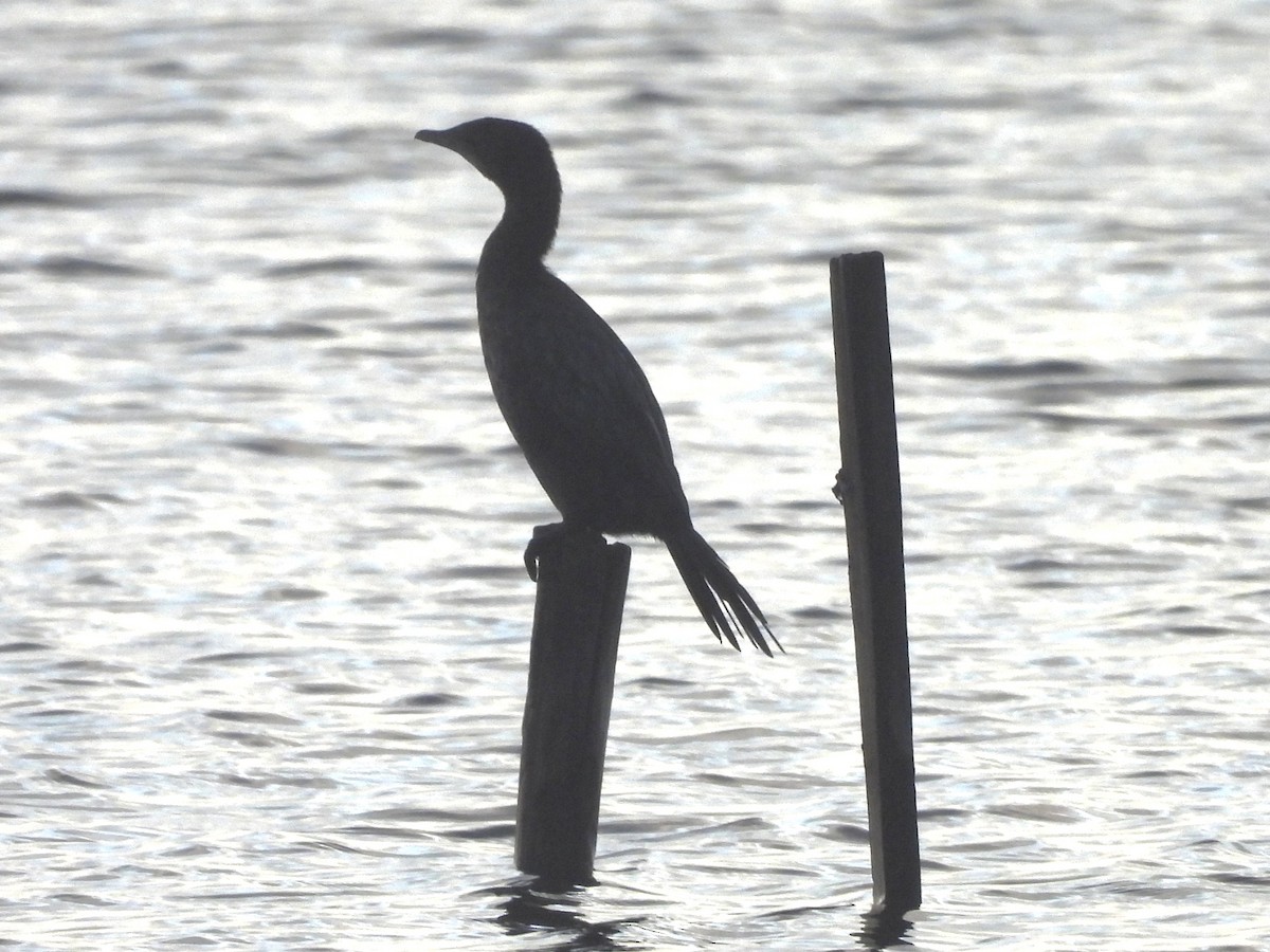 Pygmy Cormorant - ML645035272